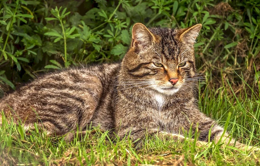 European Forest cat reed cat Wild Reeded Forest Cat