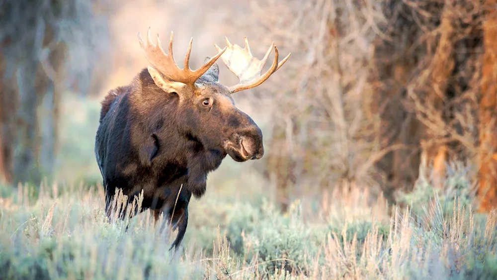 European Elk alces alces