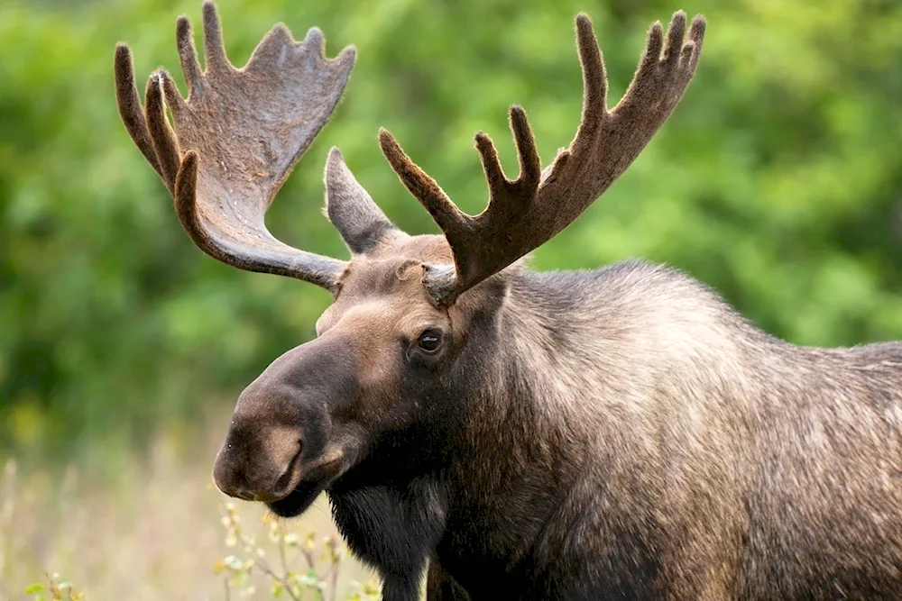 Alaskan Elk