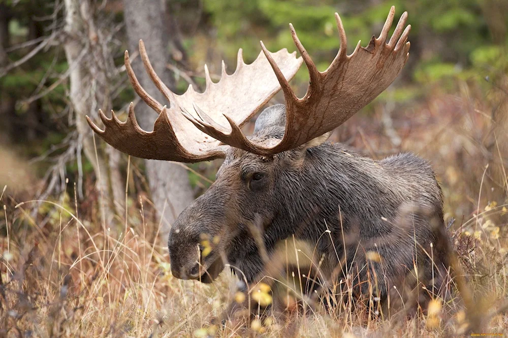 Ilmensky Reserve Elk