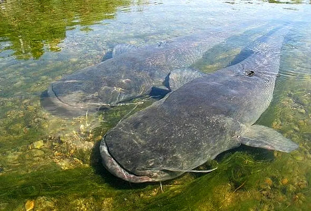 European catfish cannibal