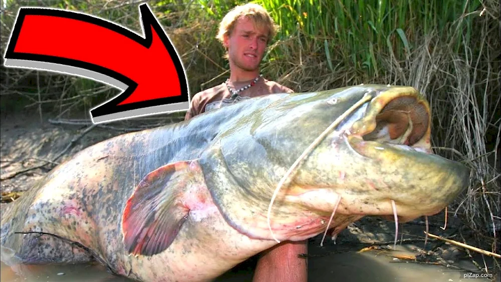 European catfish cannibal