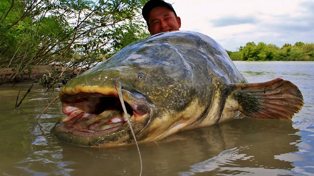 European catfish Ogre