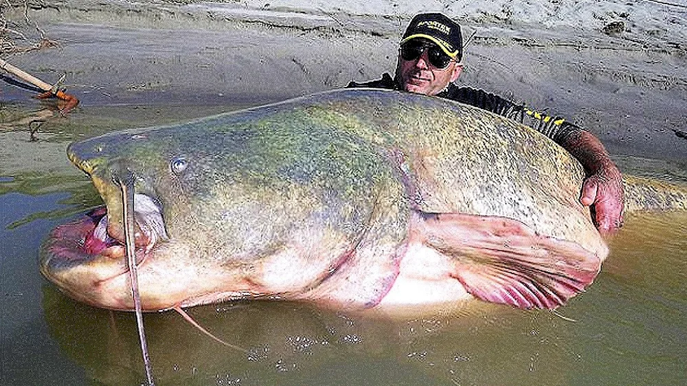 Mekong giant catfish