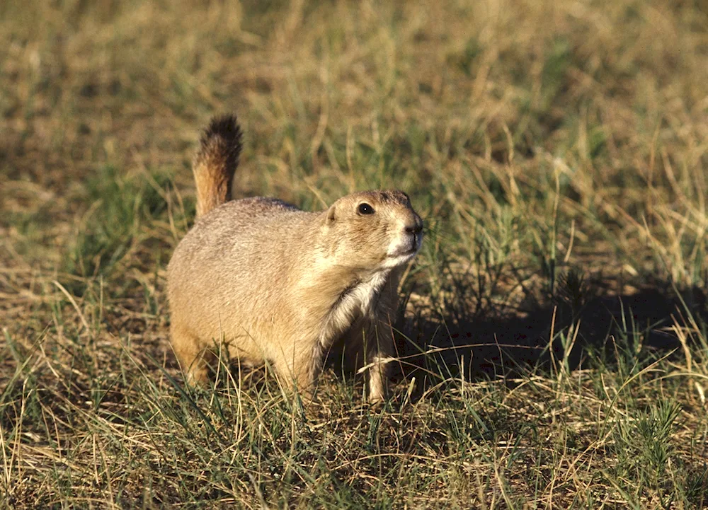 European gopher Spermophilus citellus