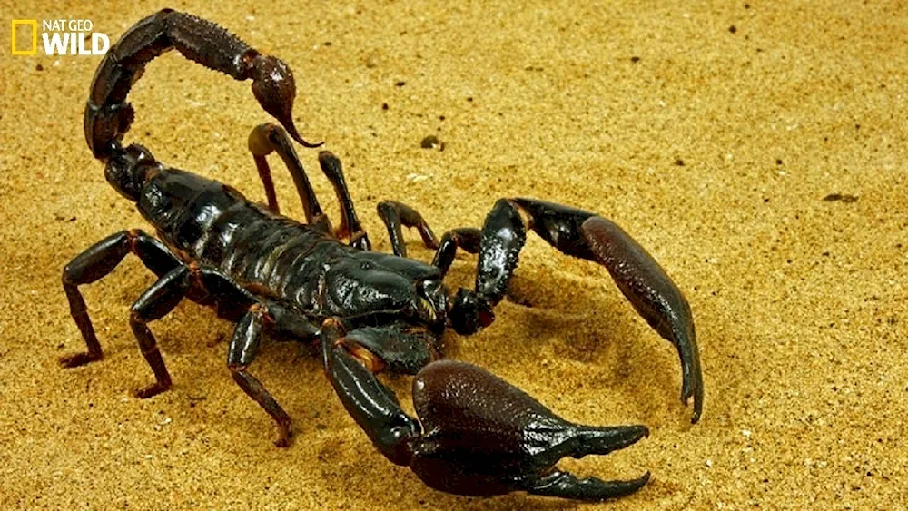 European Yellow-tailed Scorpion