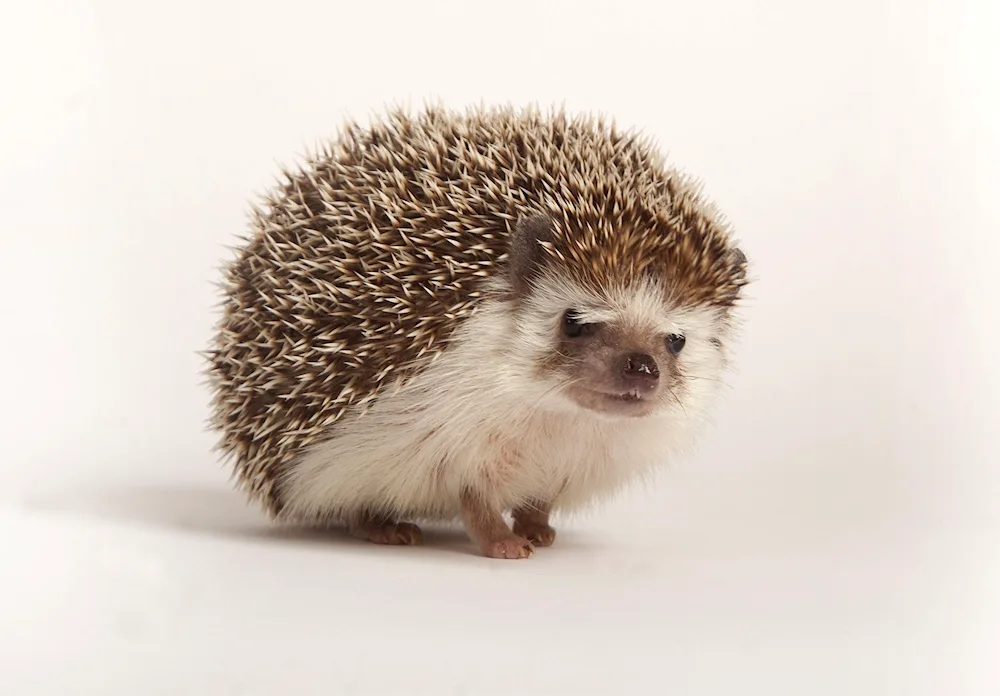 Bald Hedgehog