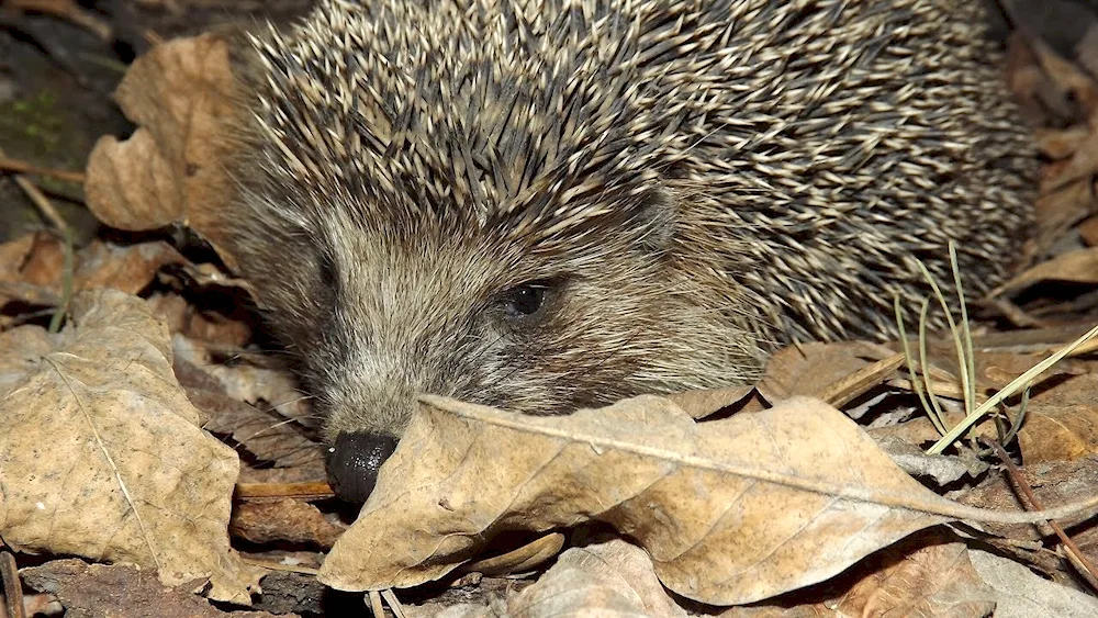 Hedgehog