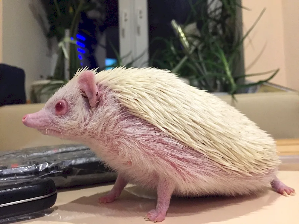 Common hedgehog