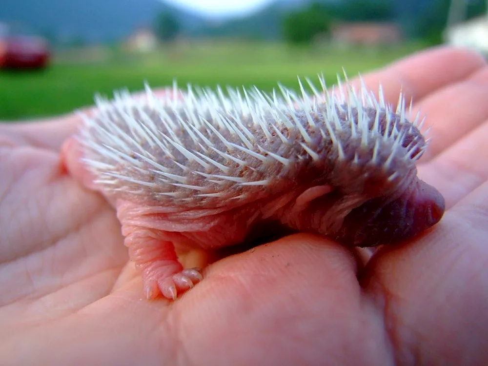 African hedgehog. Albino
