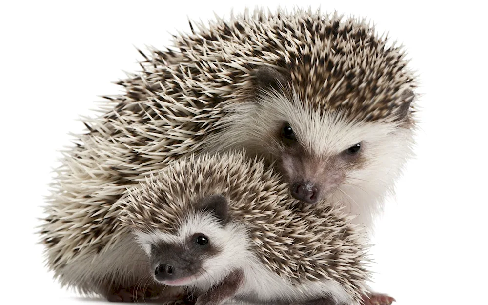 Hedgehog and hedgehog