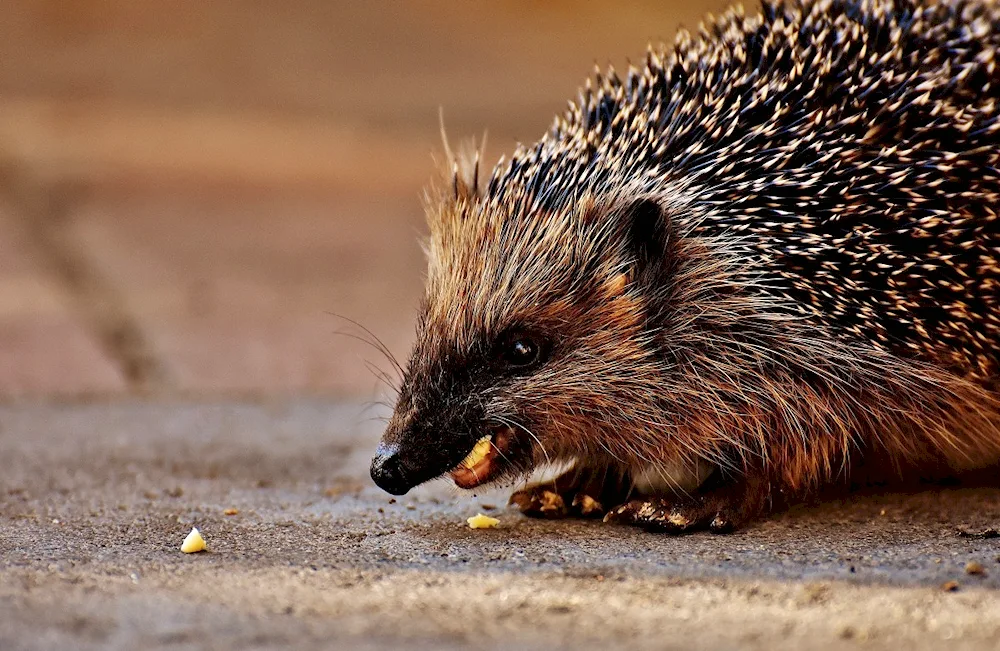African albino hedgehog