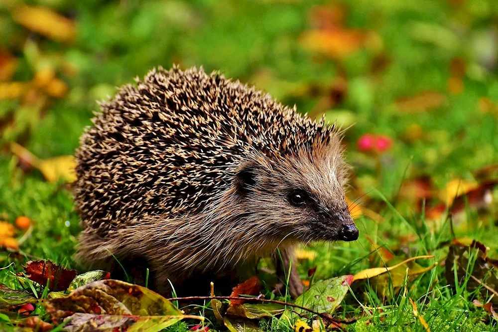 Hedgehog for children