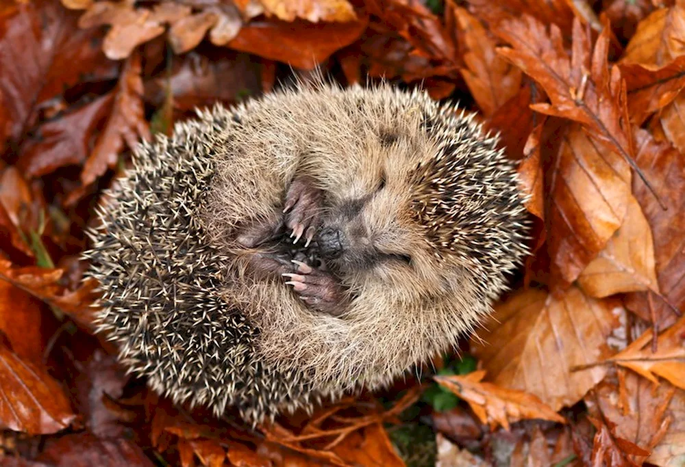 Hedgehog in winter in the forest