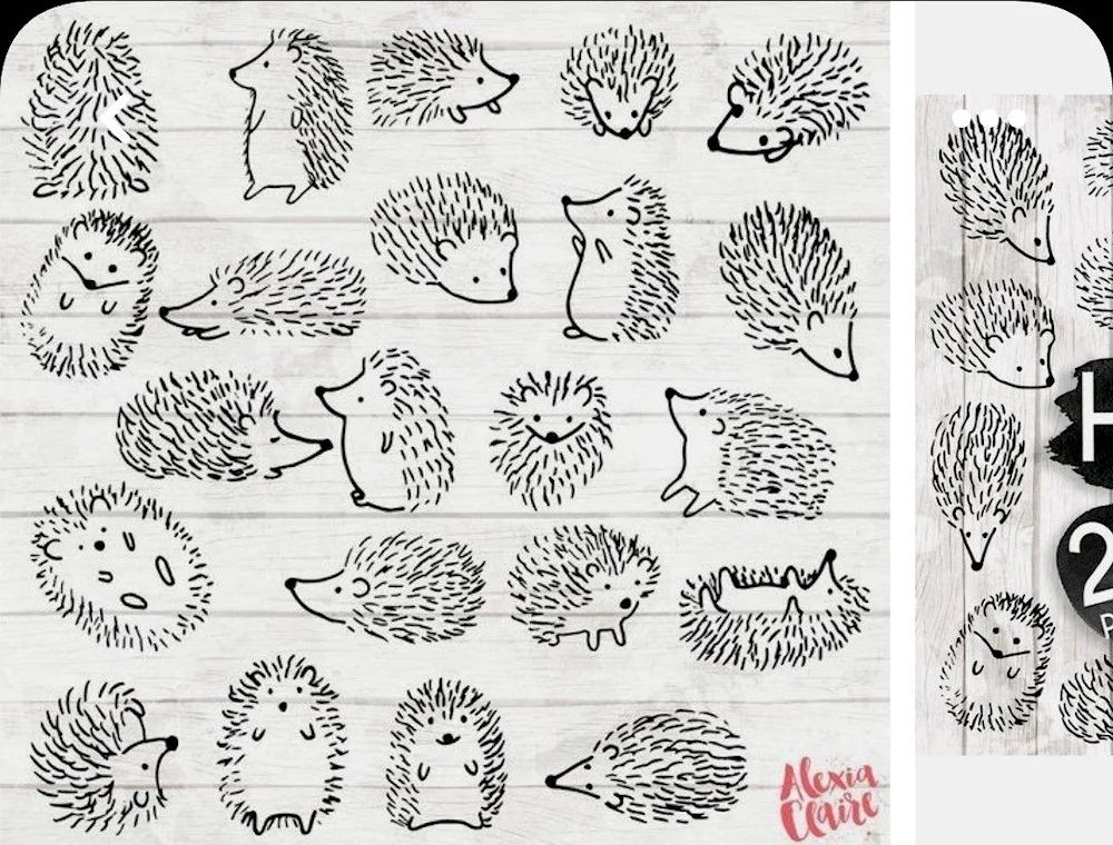 Hedgehog drawing