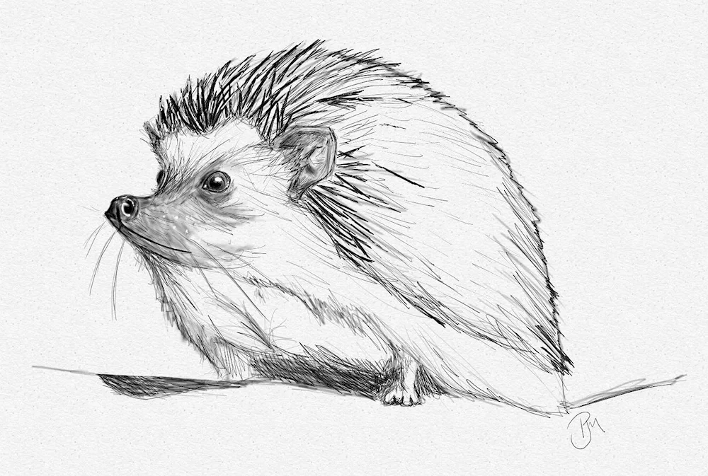 Hedgehog pencil drawing