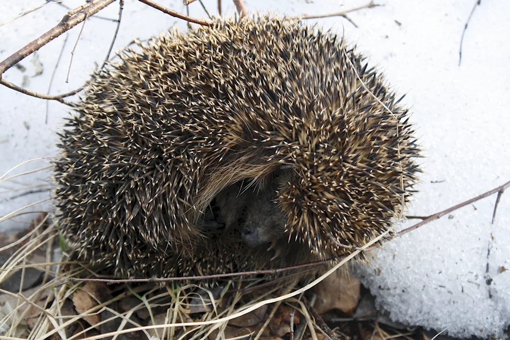 Hedgehog in winter