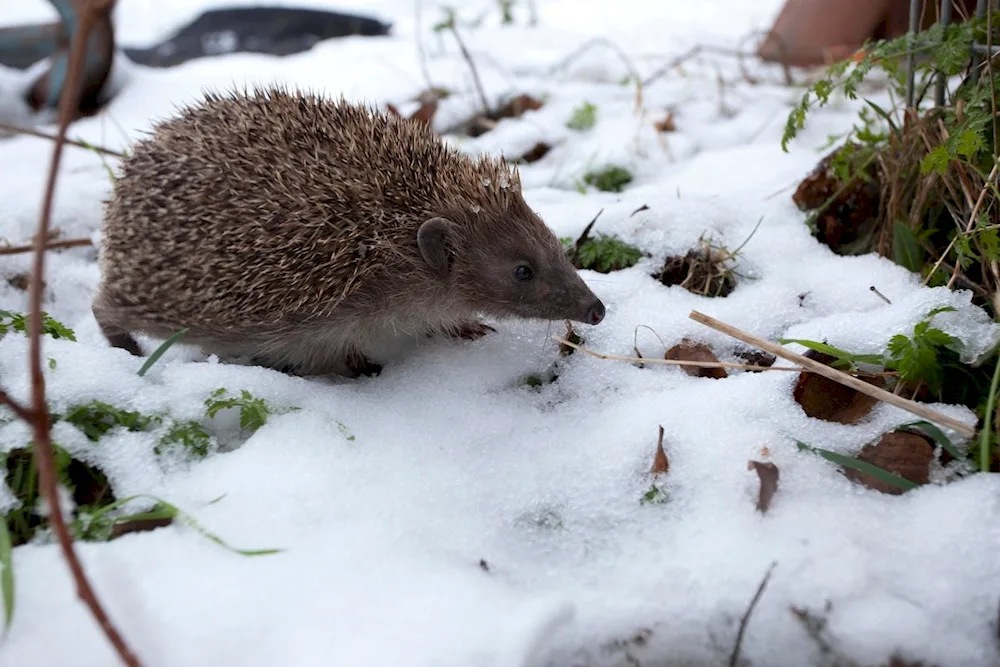 Hedgehog Foxhound