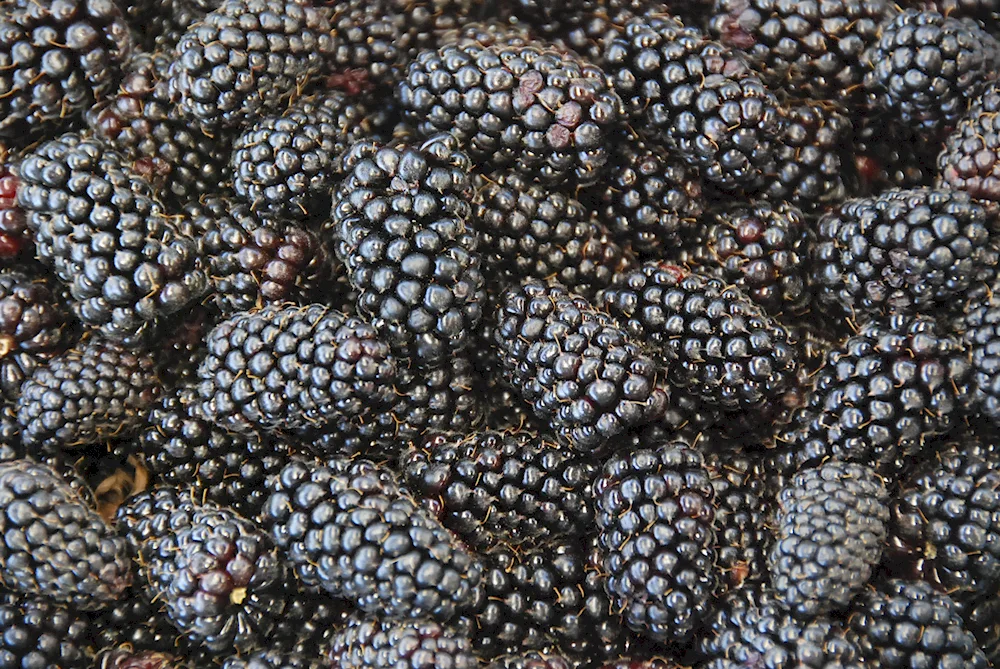 Erzewicka berry