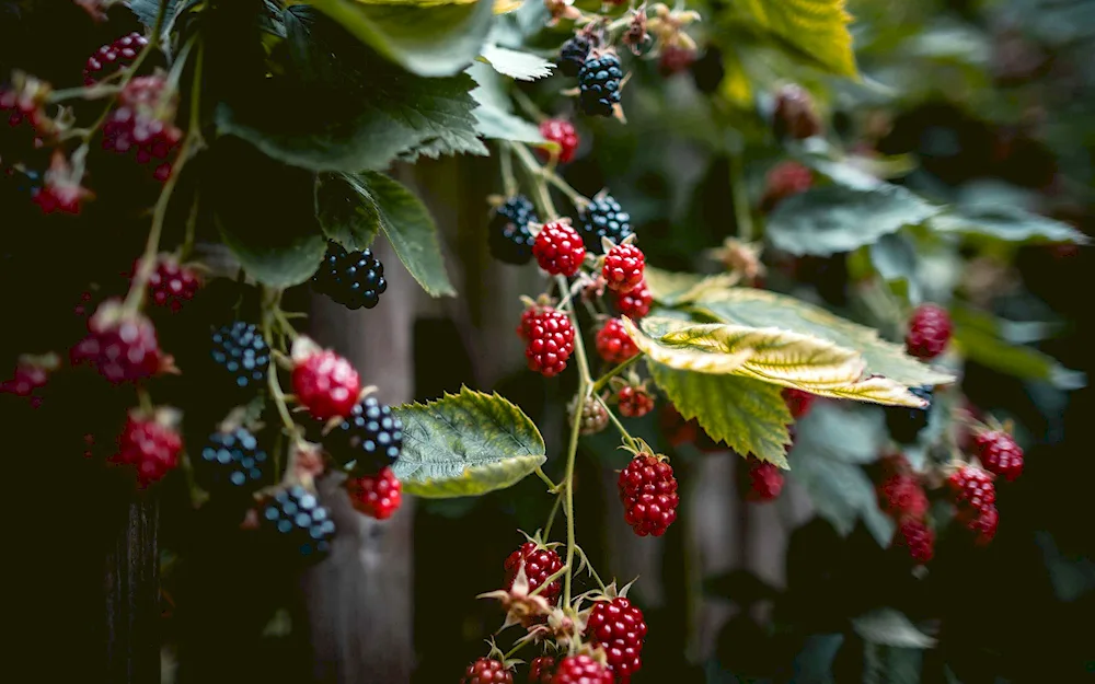 Jezhevika berry