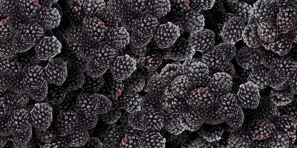 Jerberries