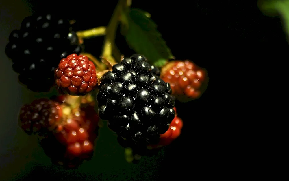 Jerberries