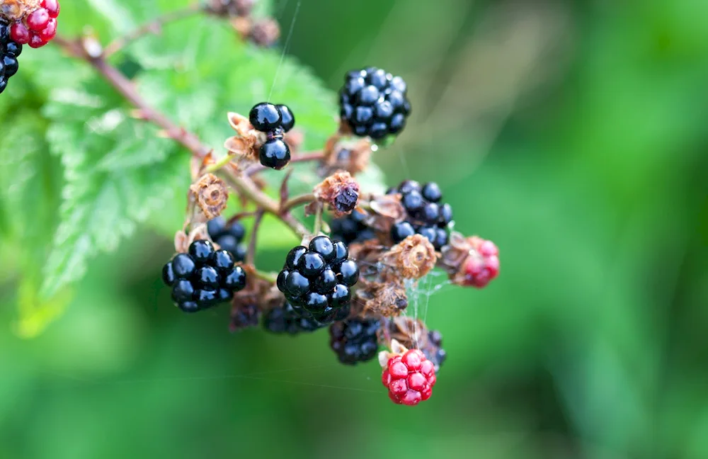 Beautiful berries