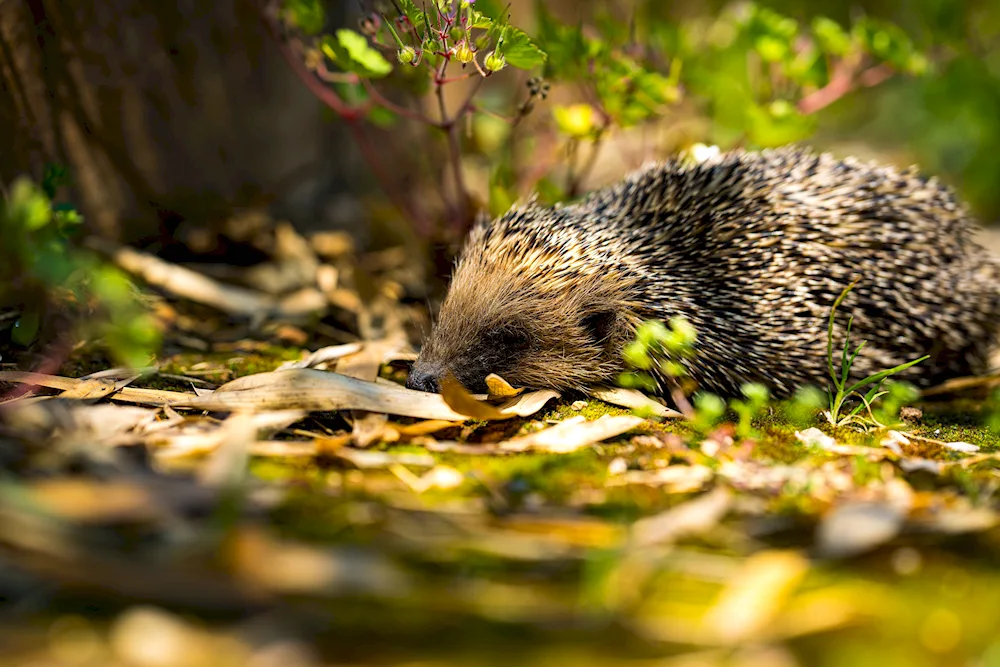 Hedgehog