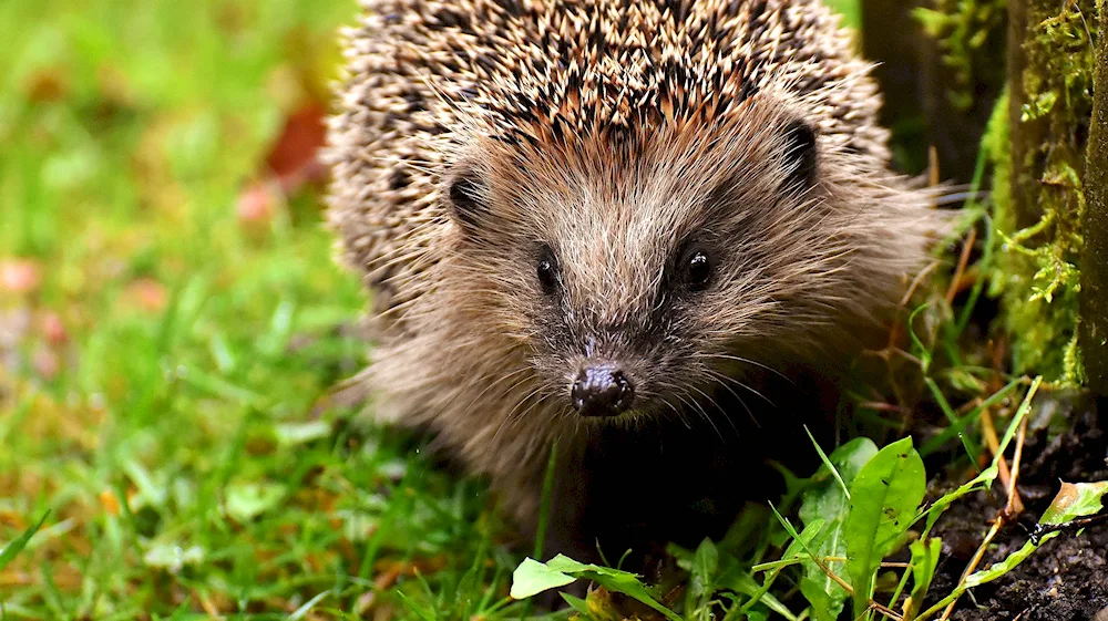 Long-beaked hedgehog