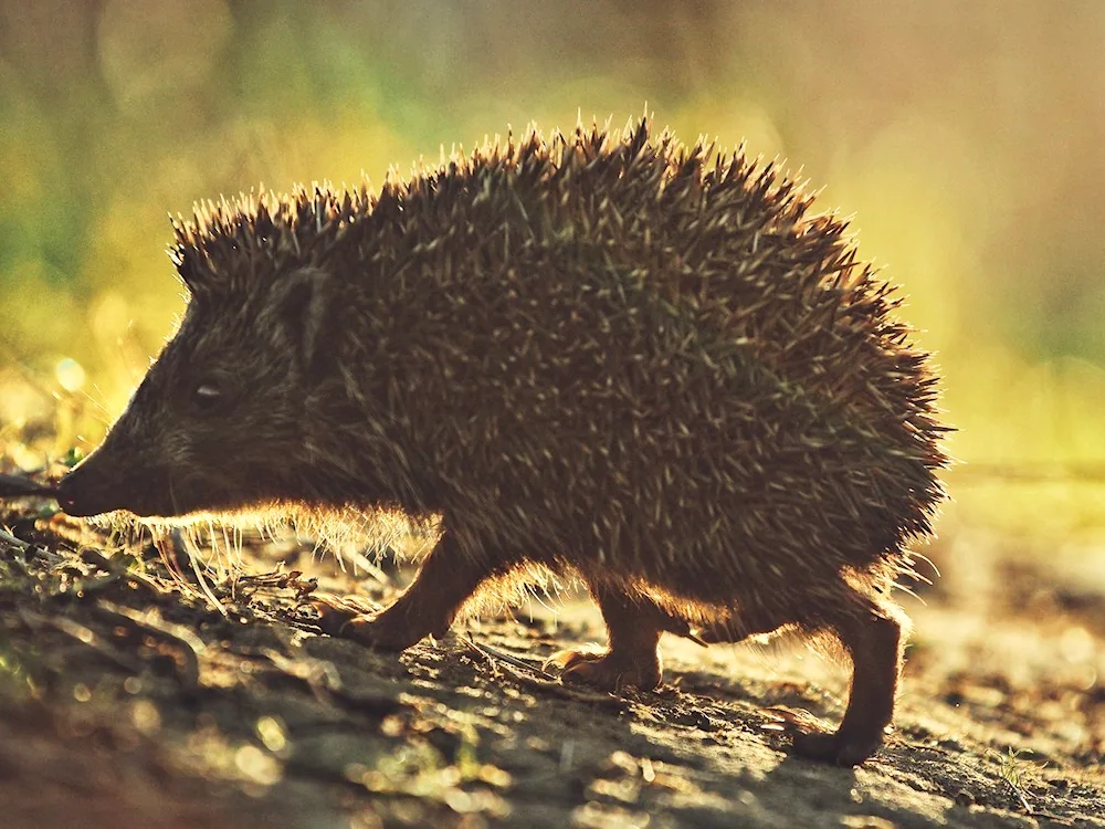 Hedgehog common Forest