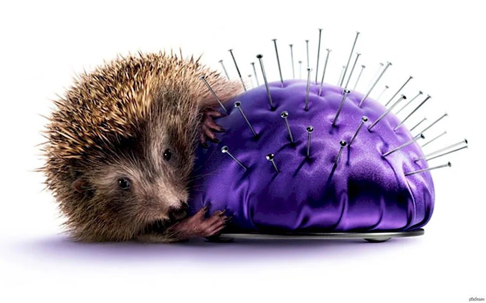 Common hedgehog
