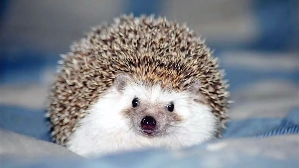 Hedgehog in winter