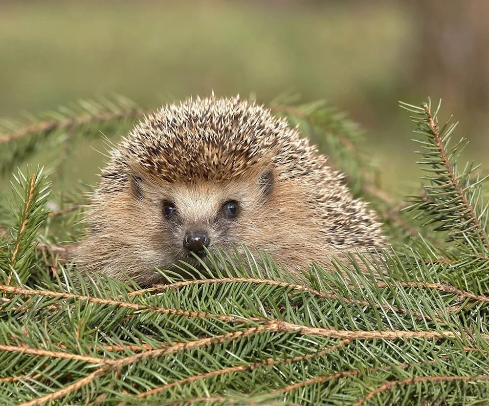 Nora hedgehog in nature