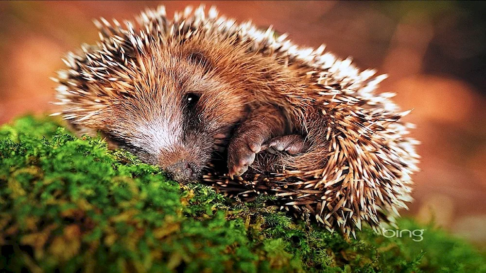 Hedgehog common forest hedgehog