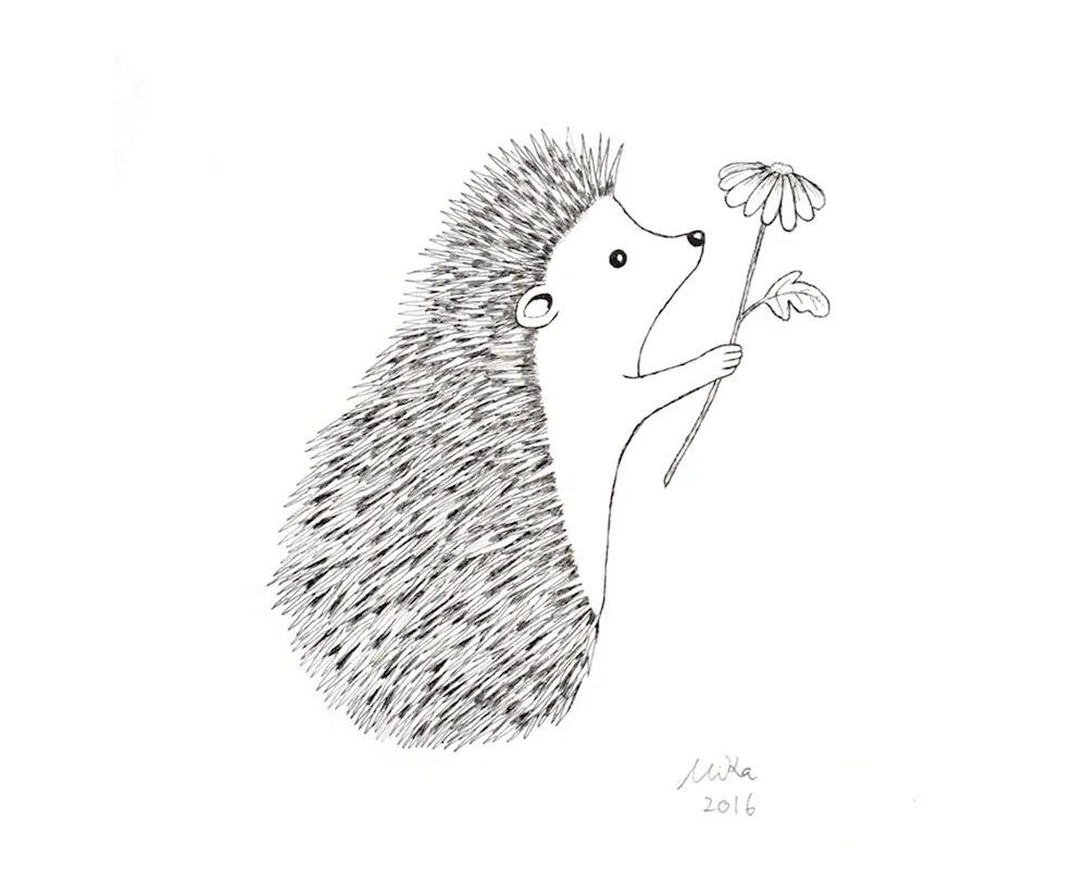 Hedgehog pencil drawing