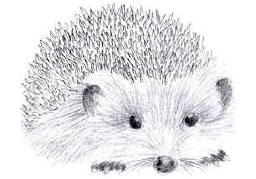 Hedgehog pencil painting