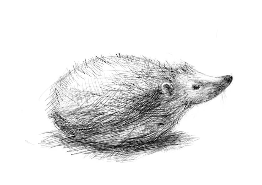 Step-by-step hedgehog drawing