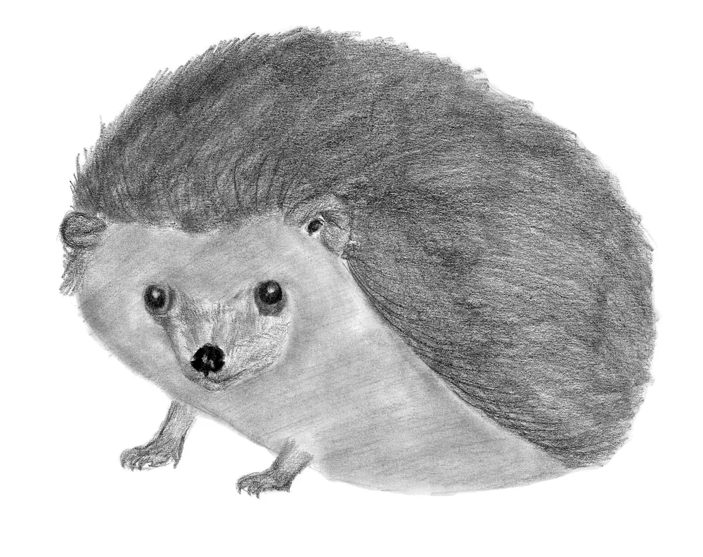 Hedgehog drawing