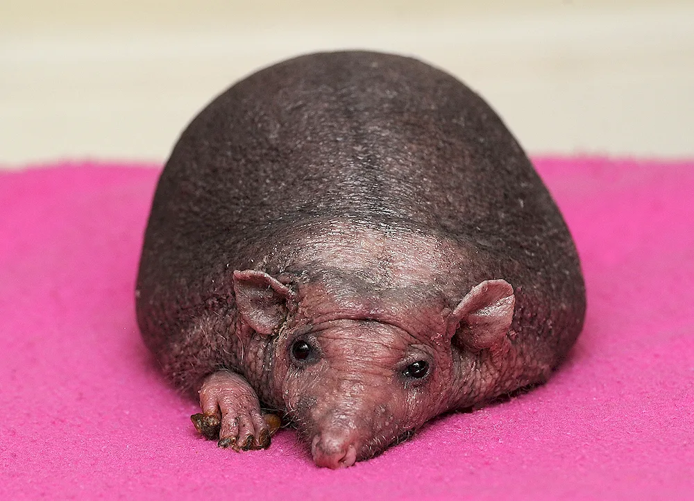 Nelson's hedgehog