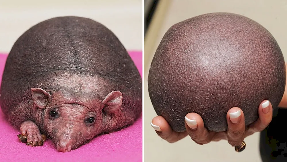 Nelson's hedgehog