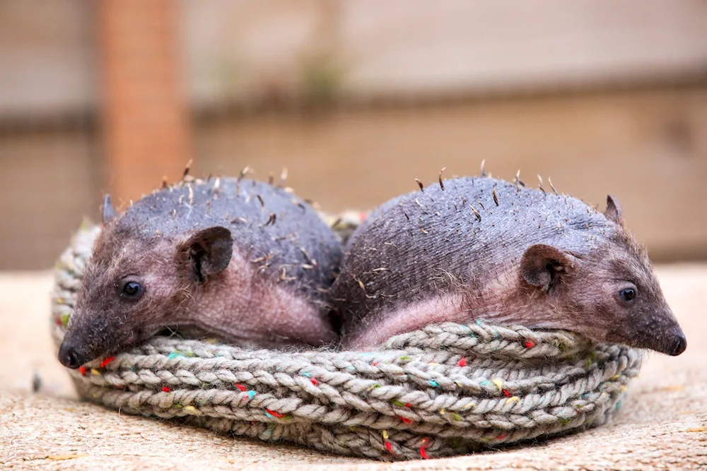Bald. Hedgehog