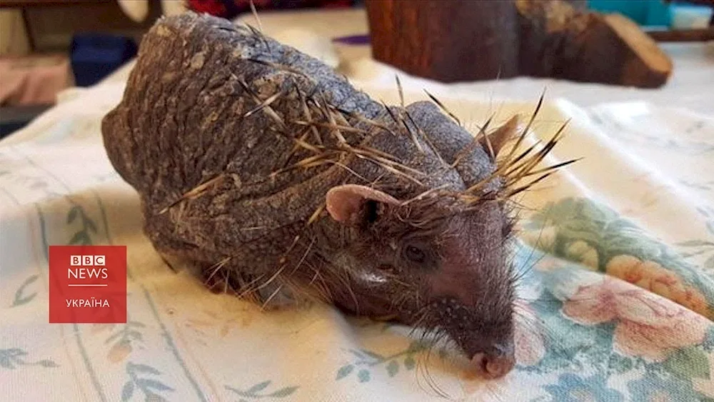 Hedgehog. tail