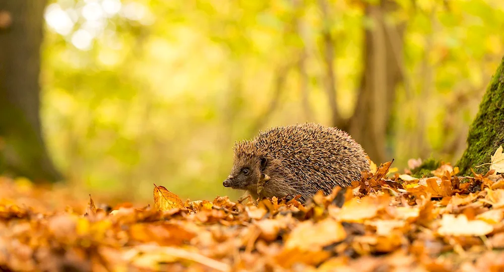 A hedgehog in autumn