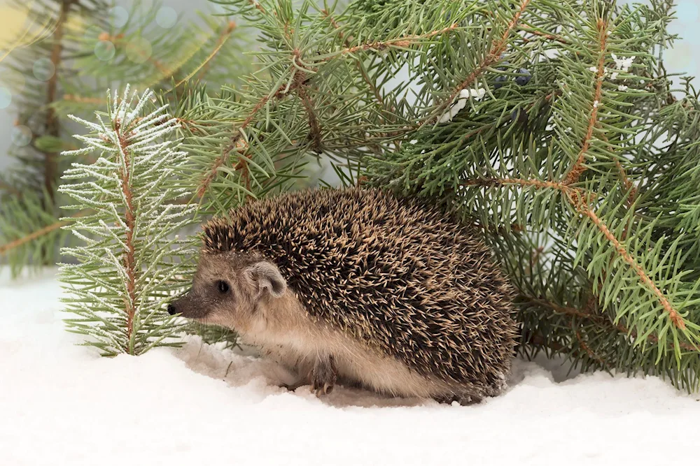 Nora hedgehog in winter