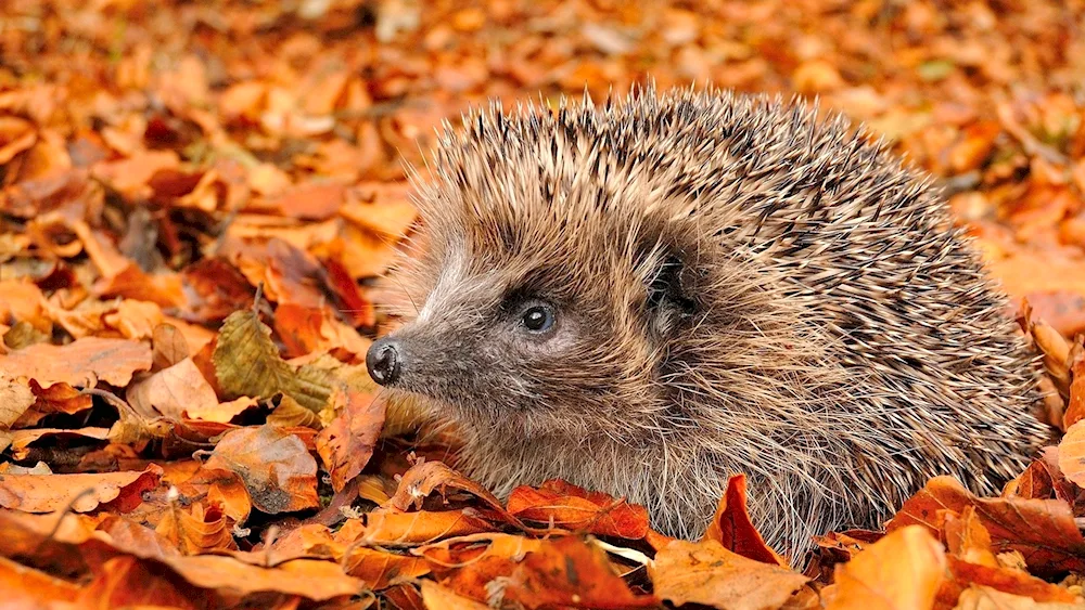 Insectivorous hedgehog