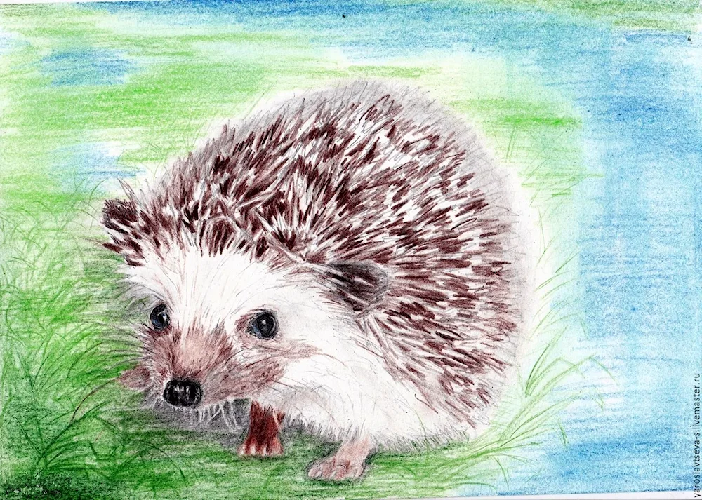Hedgehog. Hedgehog drawing