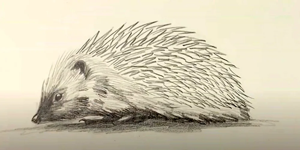 Hedgehog drawing