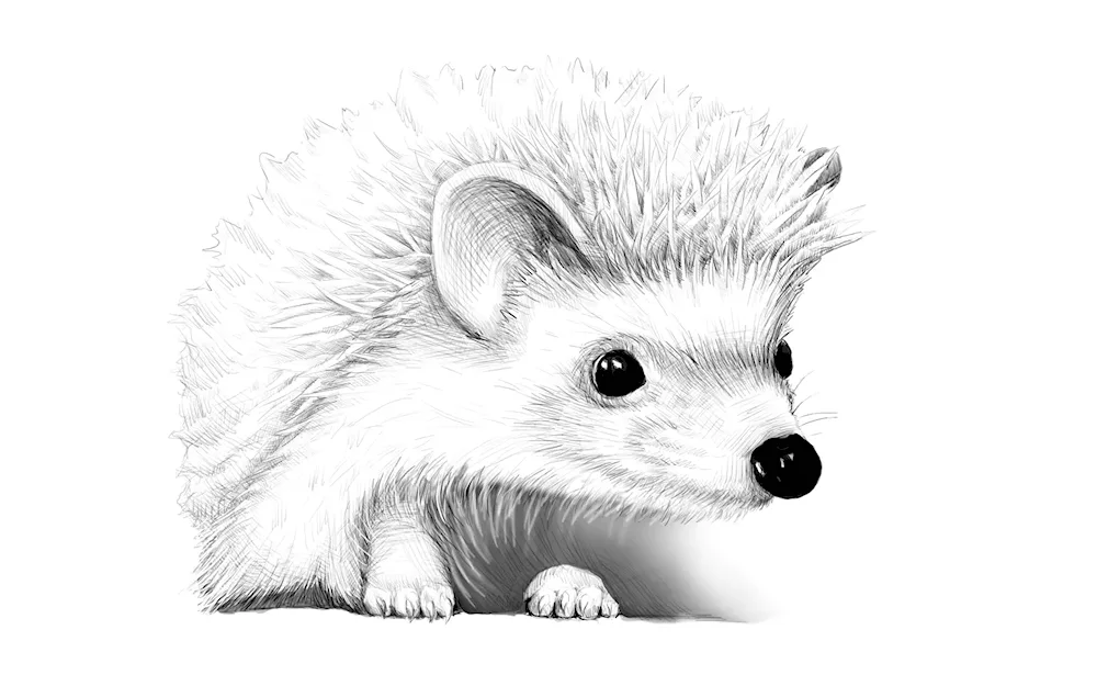 Hedgehog drawing