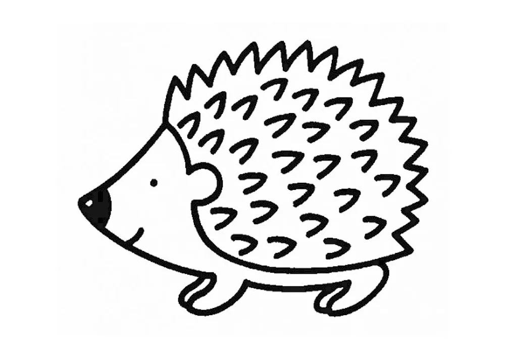 Hedgehog drawing