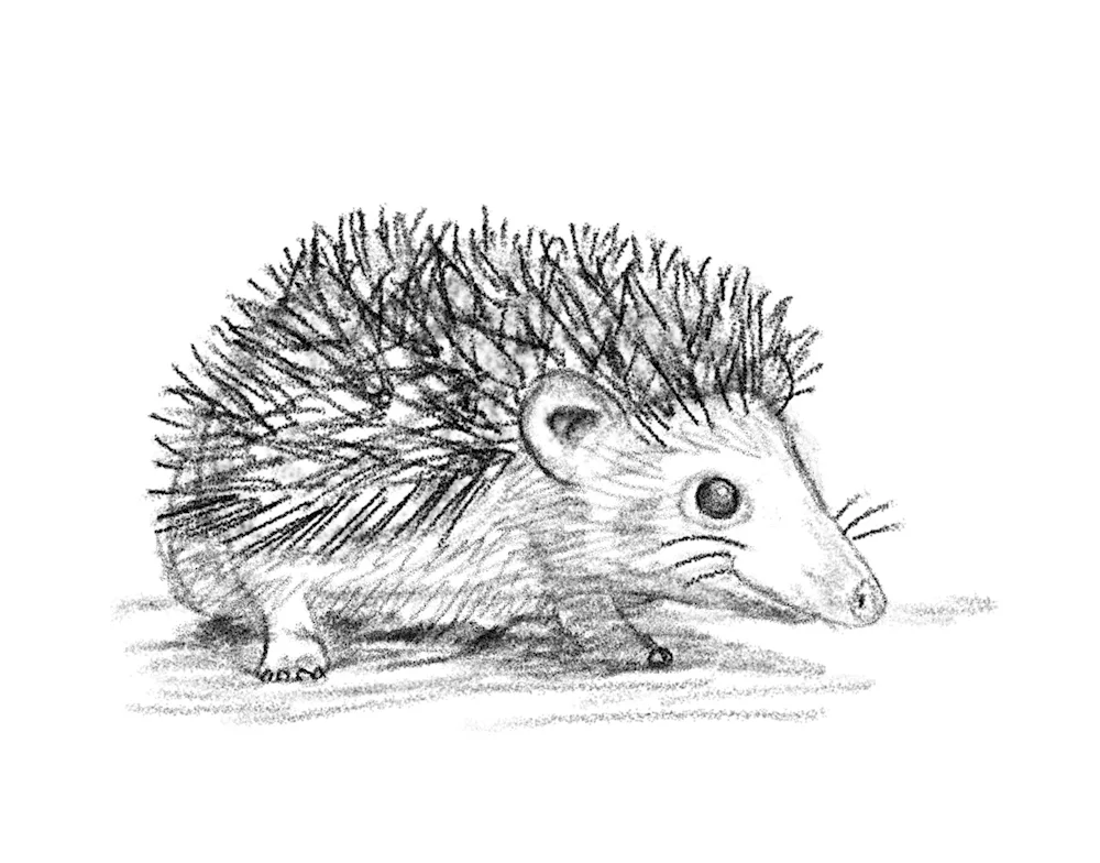 Hedgehog drawing